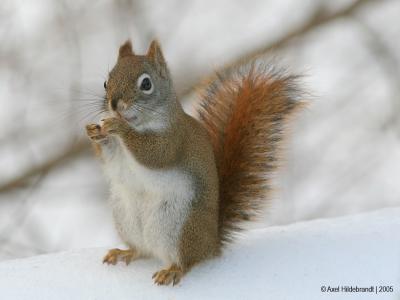 RedSquirrel05c.jpg