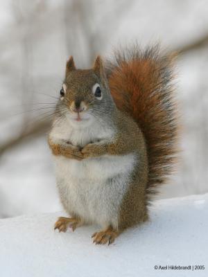 RedSquirrel06c.jpg