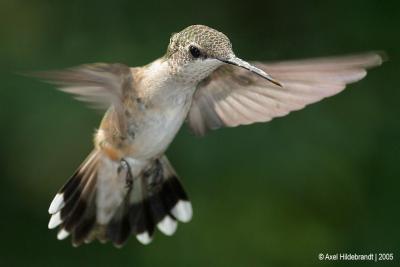 Hummingbirdfemale15c.jpg