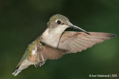 Hummingbirdfemale17c.jpg