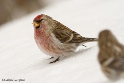 CommonRedpoll012c.jpg