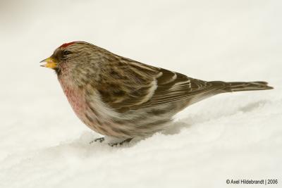 CommonRedpoll013c.jpg