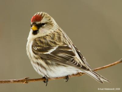 CommonRedpoll014c.jpg