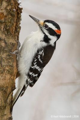 g3/39/618539/3/55214031.HairyWoodpecker13c.jpg