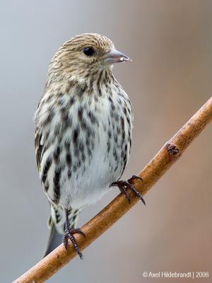 PineSiskin08c.jpg