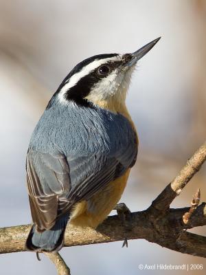 Red-breastedNuthatch58c.jpg