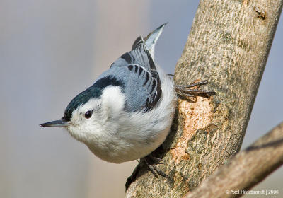 White-breastedNuthatch65c.jpg