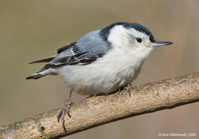 White-breastedNuthatch66c.jpg