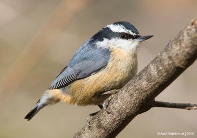 Red-breastedNuthatch61c.jpg