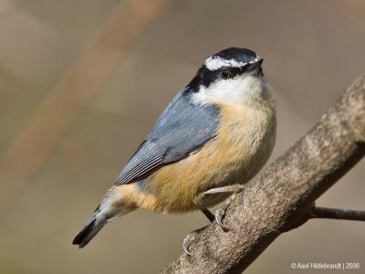 Red-breastedNuthatch62c.jpg