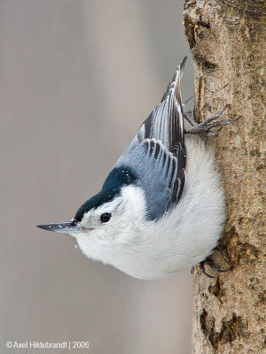 White-breastedNuthatch69c.jpg