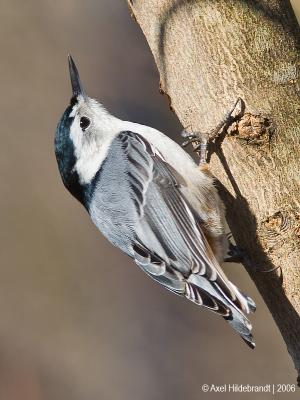 White-breastedNuthatch71c.jpg