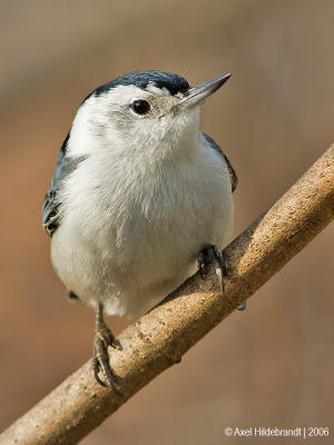 White-breastedNuthatch74c.jpg