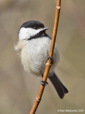 Chickadee47c.jpg