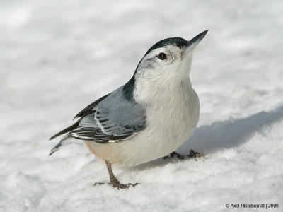 White-breastedNuthatch79c.jpg