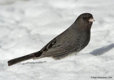 Junco38c.jpg