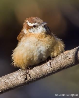 CarolinaWren06c.jpg