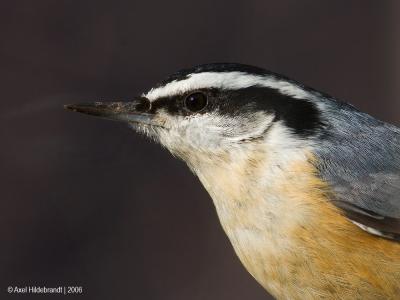 Red-breastedNuthatch67c.jpg