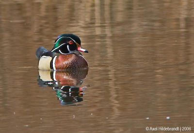 WoodDuck01c.jpg