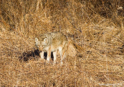 Coyote05c.jpg