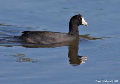 AmericanCoot02c0949.jpg