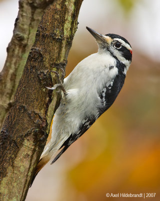 HairyWoodpecker20c1890.jpg