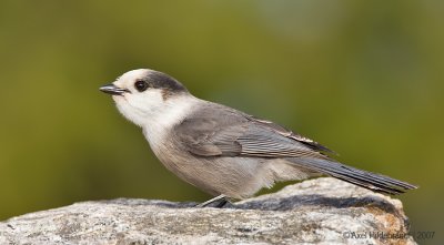 GrayJay01c2279.jpg