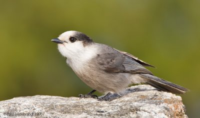 GrayJay02c2277.jpg