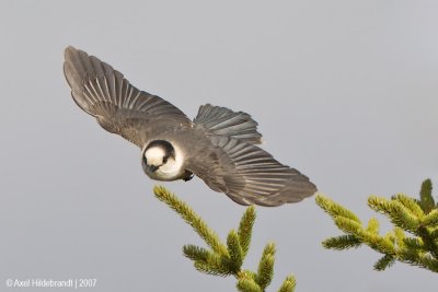 GrayJay03c2269.jpg