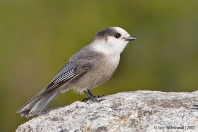 GrayJay04c2262.jpg