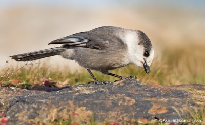 GrayJay05c2233.jpg