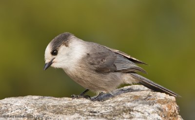 GrayJay10c2278.jpg