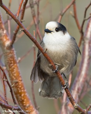 GrayJay14c2248.jpg