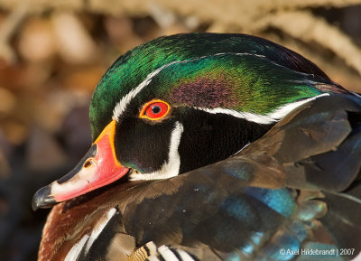 WoodDuck16c4521.jpg