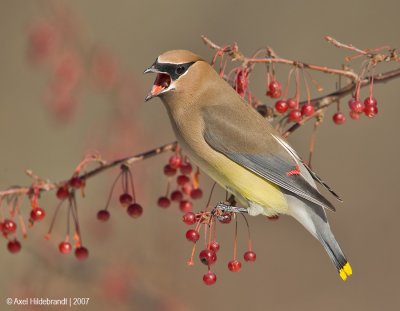 CedarWaxwing11c5337.jpg
