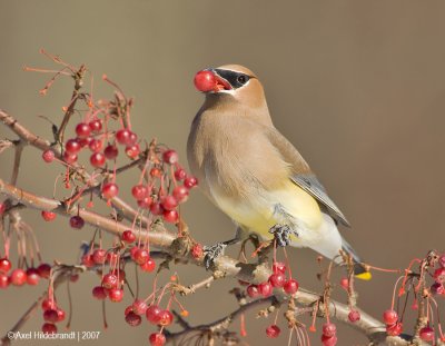 CedarWaxwing13c5189.jpg