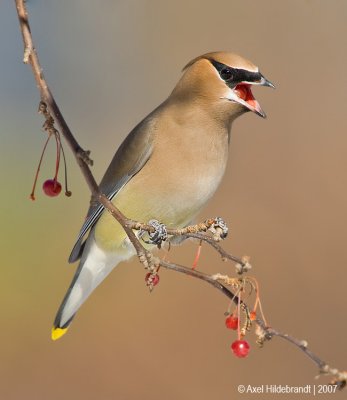 CedarWaxwing15c4830.jpg