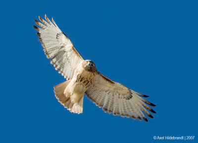 Red-tailedHawk28c4843.jpg