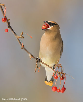 CedarWaxwing17c5002.jpg