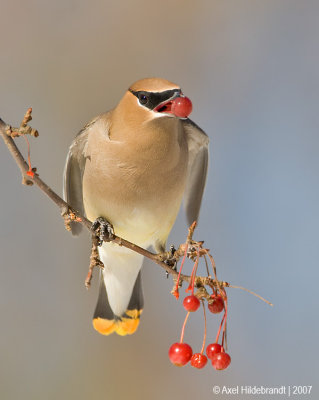 CedarWaxwing19c5014.jpg