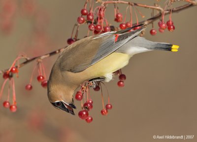 CedarWaxwing20c5334.jpg