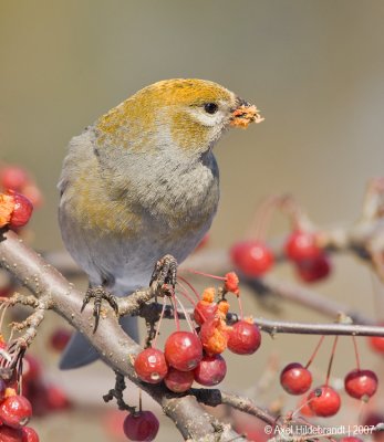 PineGrosbeak03c5949.jpg