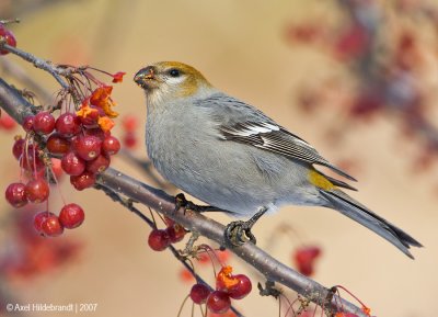 PineGrosbeak07c5802.jpg