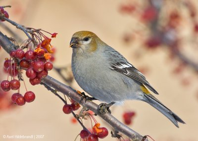 PineGrosbeak08c5819.jpg