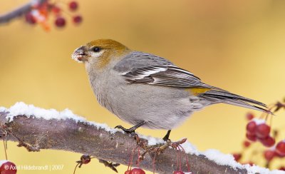 PineGrosbeak12c5477.jpg