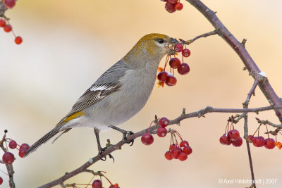 PineGrosbeak13c5689.jpg