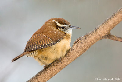 CarolinaWren14c6923.jpg