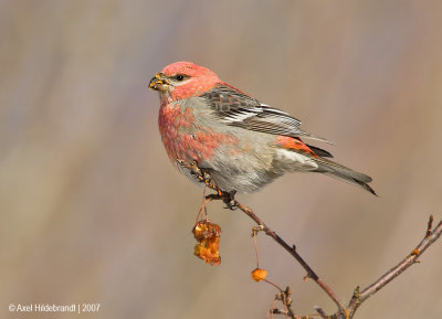 PineGrosbeak19c7024.jpg