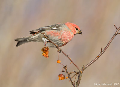 PineGrosbeak20c7040.jpg