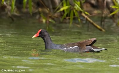 CommonMoorhen01c6094.jpg